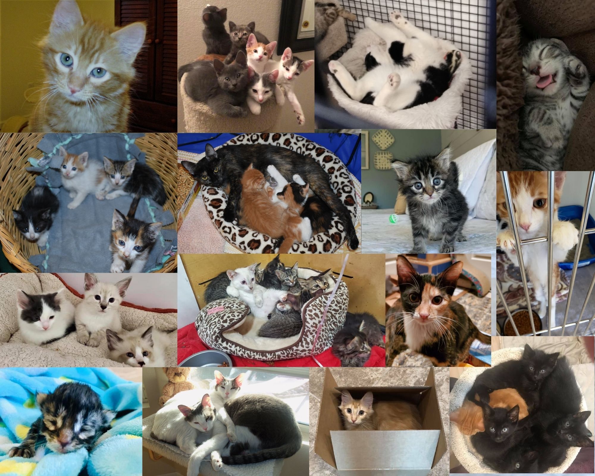 Kitten Spay/Neuter 50/50 Fundraiser Raffle Creator