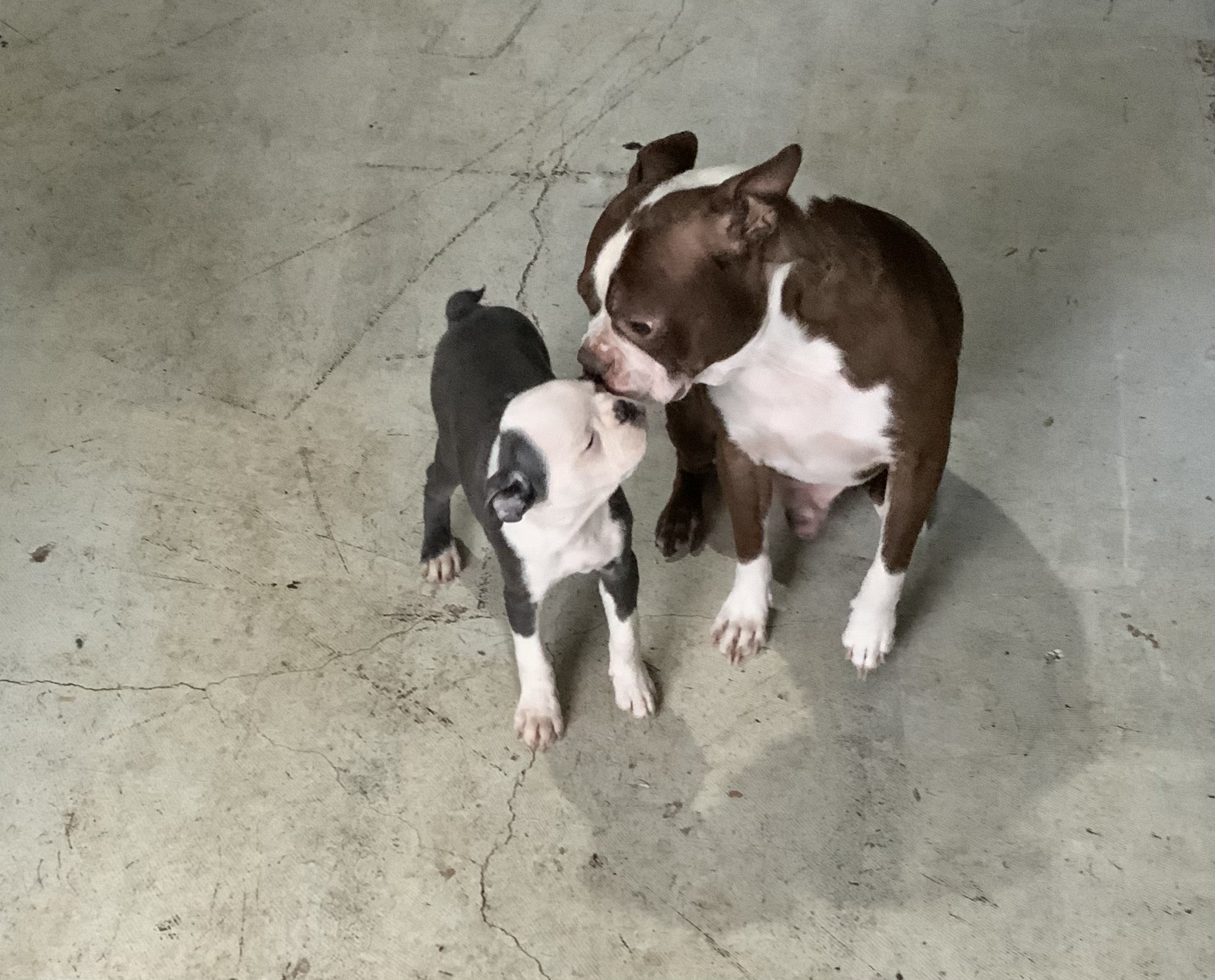 Blue Boston Terrier Puppy AKC Register | Raffle Creator