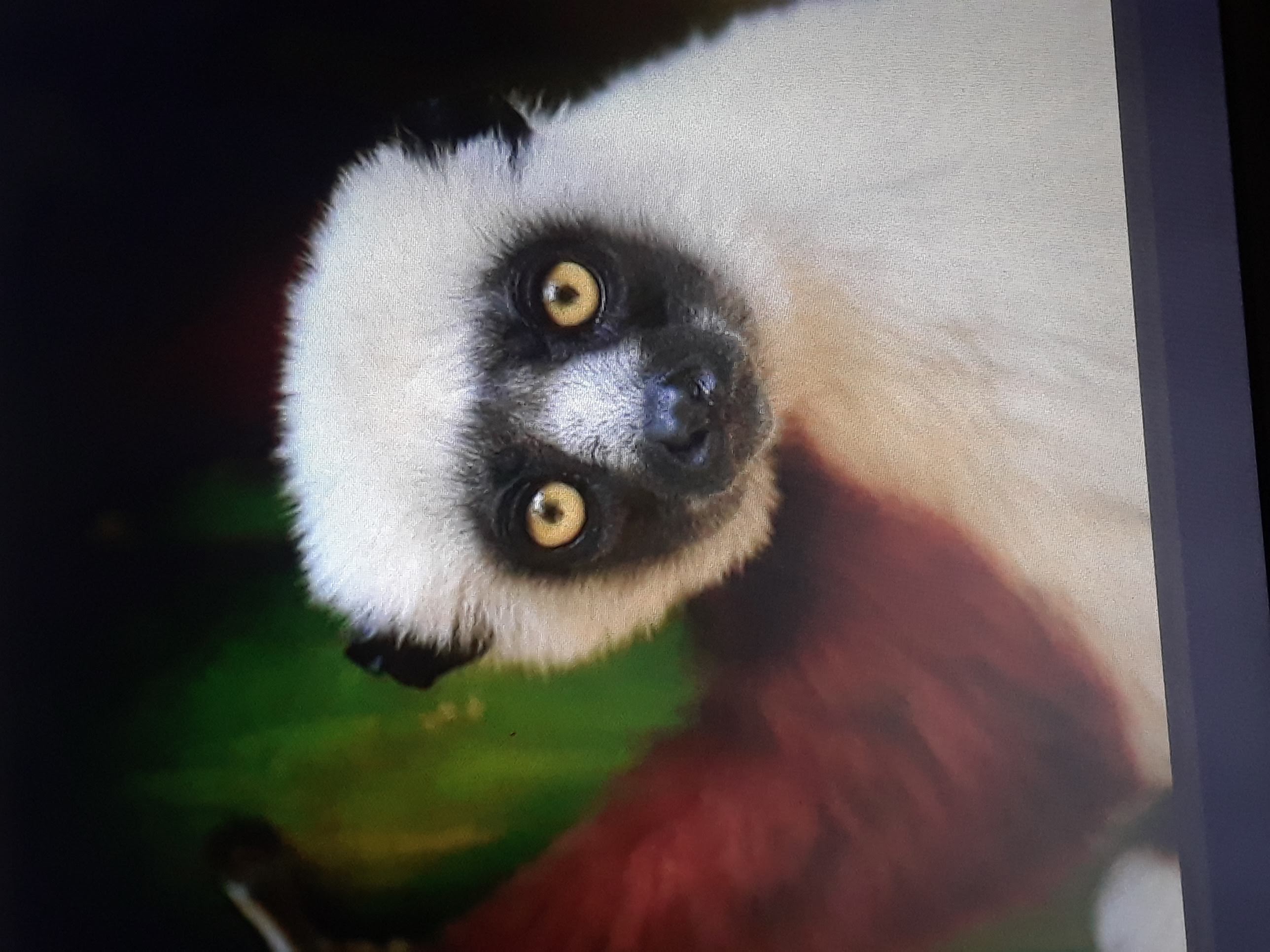 Hoffman Helping Hands | Raffle Creator 