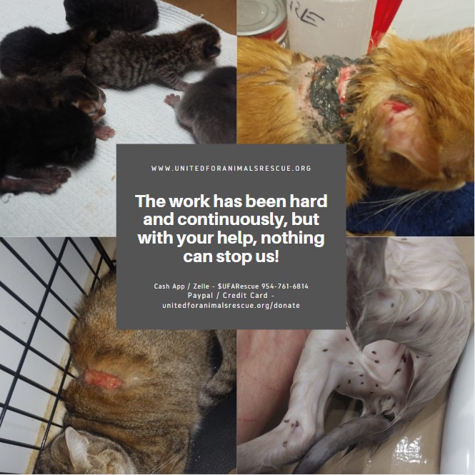 united-for-animal-rescue-fundraiser-raffle-creator