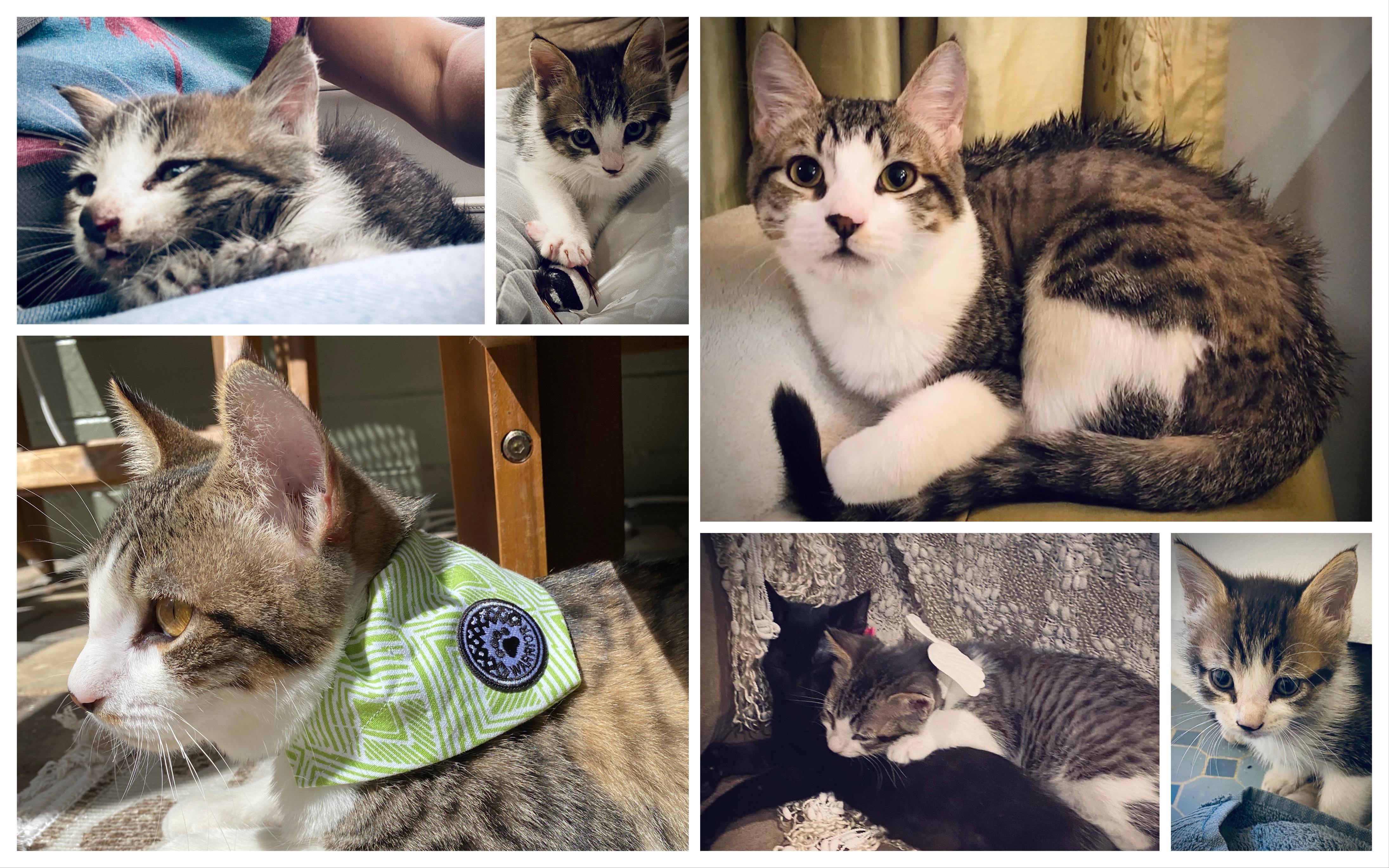 FIP Warrior Fundraiser for Catthew | Raffle Creator