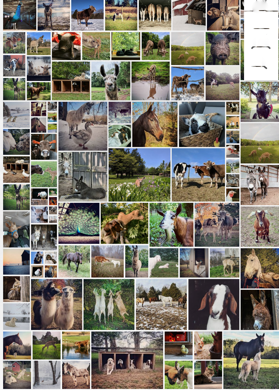 Blanket Raffle to Benefit Gratitude Gate!! Raffle Creator